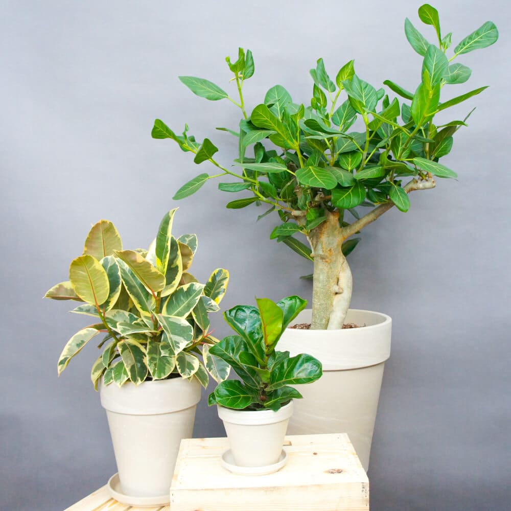 Ficus creme photo.