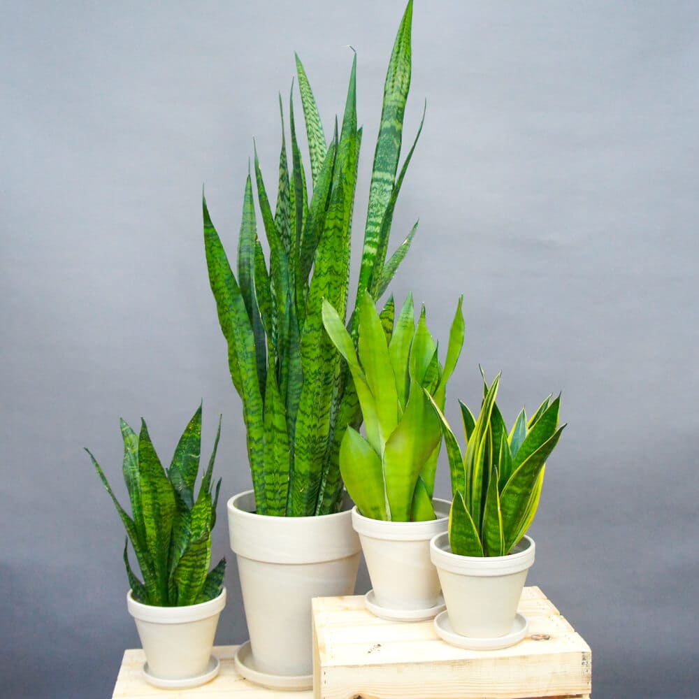 Sansevieria Box.